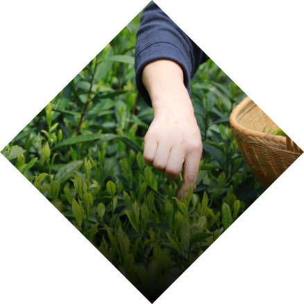 ��ʷ����